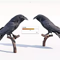Two Black Crows Perched On Tree Branches In White Background 3d model