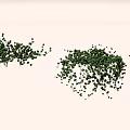Green Succulent Plants in Clusters with Hanging Growth on Light Background