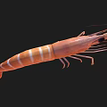 Fresh Raw Orange Striped Shrimp with Long Antennae on Black Background
