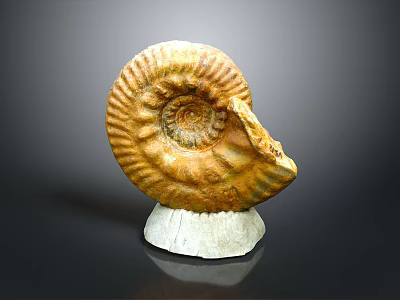 Ancient Ammonite Fossil With Yellowish Brown Spiral Structure On White Base 3d model