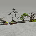 Four Bonsai Trees With Various Shapes And Different Pots On Gray Ground 3d model
