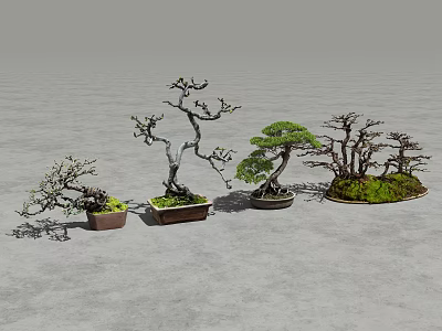 Four Bonsai Trees With Various Shapes And Different Pots On Gray Ground 3d model