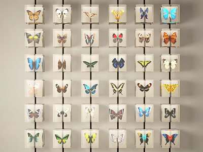 Animal Wall Decor with Framed Butterfly Specimens in Grid Arrangement 3d model