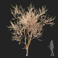 Blooming Arbor with Graceful Branches and Soft Light Near Human Silhouette for Size Reference 3d model