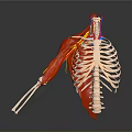 Medical Device Human Thorax Anatomical Model With Rib Cage Muscles And Blood Vessels For Education