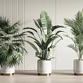 Various Decorative Indoor Potted Plants In White Planters With Gold Bases
