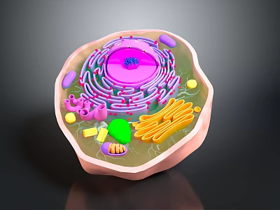 Medical Device for Detailed 3D Visualization of Cell Structure and Organelles 3d model