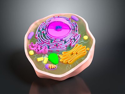 modern cell plant cell 3d model