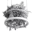 Illuminated Circular Chandelier Filled With Lush Green Ferns And Hanging Plants