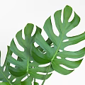 Green Leafy Monstera Potted Plant in Decorative Patterned Ceramic Pot for Modern Home