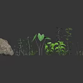 Various Green Plants With Different Leaf Shapes And Varying Heights Near Large Rock