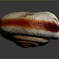 Snail Spiral Shell With Orange And White Striped Pattern On Dark Background