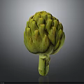 Fresh Artichoke with yellow green scales and a green stem on a dark smooth background