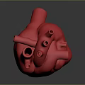 Red Human Heart Model Representing Chest Organ on Gray Background with Reflection 3d model