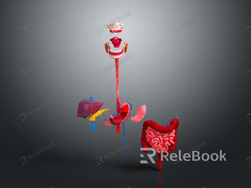 Visceral Human Body Visceral Human Body System Human Urinary System Human Circulatory System Human Body Internal Tissue model