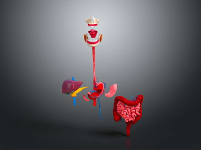 3D Human Organs Model Medical Device for Anatomy Education 3d model