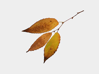Three Autumn Leaves With Yellow Brown Hues On White Background 3d model