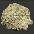 Natural Yellow Stone Material With Honeycomb Texture And Reflective Surface On Dark Background