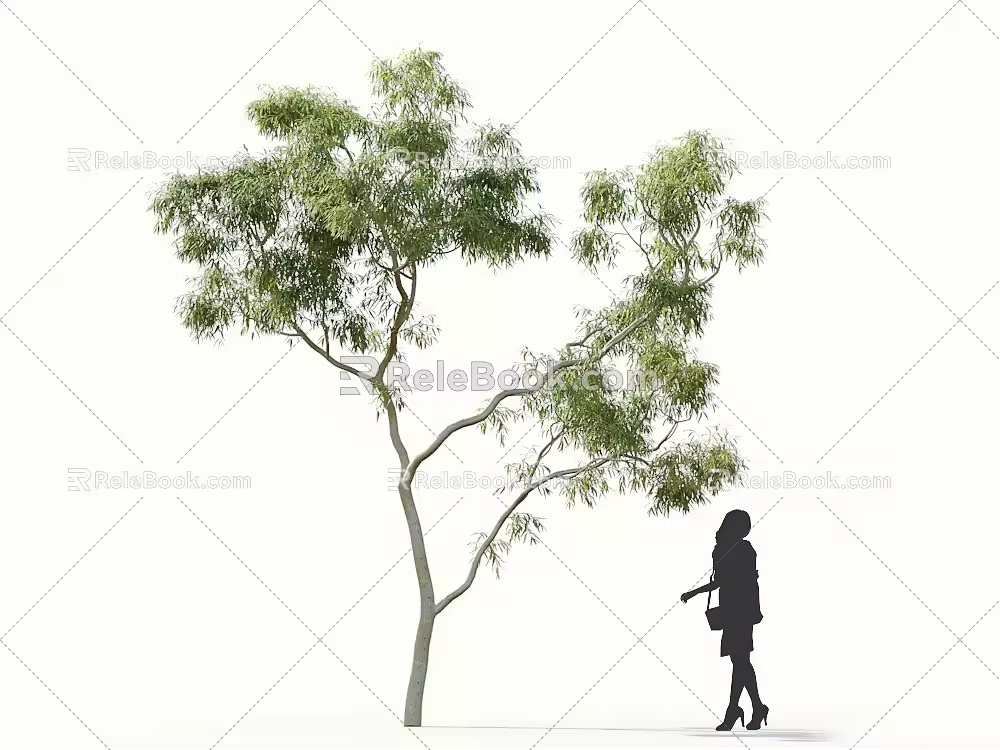 Lemon Eucalyptus Eucalyptus Big Leaf Eucalyptus Roadside Trees Street Trees Community Greening Landscape Trees Landscaping Ornamental Trees Poplar Trees Elm Trees Deciduous Trees 3d model