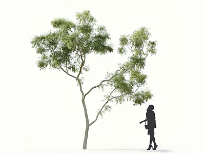 Tall Tree With Green Foliage And A Woman Silhouette Standing Beside 3d model