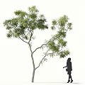 Lemon Eucalyptus Eucalyptus Big Leaf Eucalyptus Roadside Trees Street Trees Community Greening Landscape Trees Landscaping Ornamental Trees Poplar Trees Elm Trees Deciduous Trees 3d model