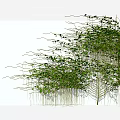 Climbing Green Vine With Twisting Stems And Lush Foliage For Outdoor Garden