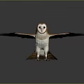 Brown And White Owl Standing With Spread Wings On Smooth Reflective Surface Against Gray Background