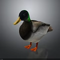 Mallard Duck With Green Head Yellow Beak And Red Feet On Dark Background
