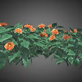 Vibrant Plant Featuring Lush Green Leaves and Bright Orange Flowers