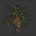 Palm Tree Featuring Green And Blue Green Fronds With Brown Scaly Trunk Base