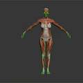 Full Body Human Muscle Anatomical Model as Medical Education Tool with Detailed Structure