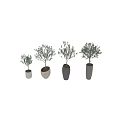 Bonsai Olive Trees in Modern Concrete Pots with Different Sizes for Home Decor 3d model