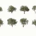 Various Arbor Trees With Green Foliage And Different Trunk Shapes 3d model