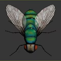 Close Up View Of Colorful Fly With Green Body Red Eyes And Transparent Wings
