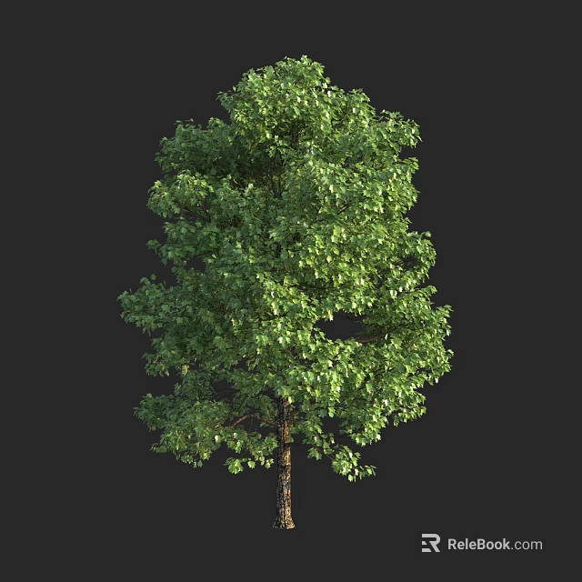 Tall Arbor With Lush Green Foliage And Strong Healthy Trunk Structure 3d model 