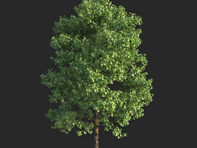 Tall Arbor With Lush Green Foliage And Strong Healthy Trunk Structure 3d model