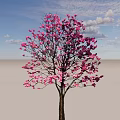 Graceful Flowering Arbor With Pink Blossoms And Brown Trunk In Bloom