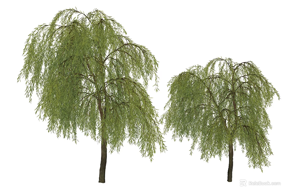 Two Weeping Willow Trees with Long Green Hanging Branches and Lush Foliage 3d model 