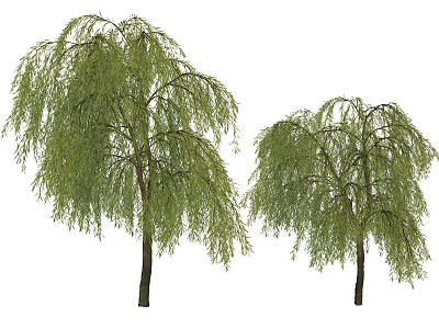 Two Weeping Willow Trees with Long Green Hanging Branches and Lush Foliage 3d model