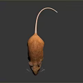 Mouse Wizard Mouse Warlock Cartoon Mouse Animation Mouse Animation Mouse Cartoon Character Cartoon Animal 3d model