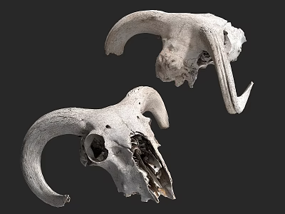 Artistic Animal Skull Sculptures With Curved Horns And Detailed Carving Design 3d model