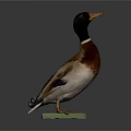 Wild Duck Standing With Green Head And Brown Body On Green Base