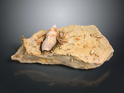 Garden Landscape Design Featuring Rock With Shell And Small Creature Fossils 3d model