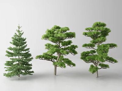Three Unique Evergreen Trees With Distinct Canopy Shapes For Landscape Design 3d model
