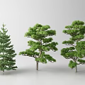 Three Unique Evergreen Trees With Distinct Canopy Shapes For Landscape Design