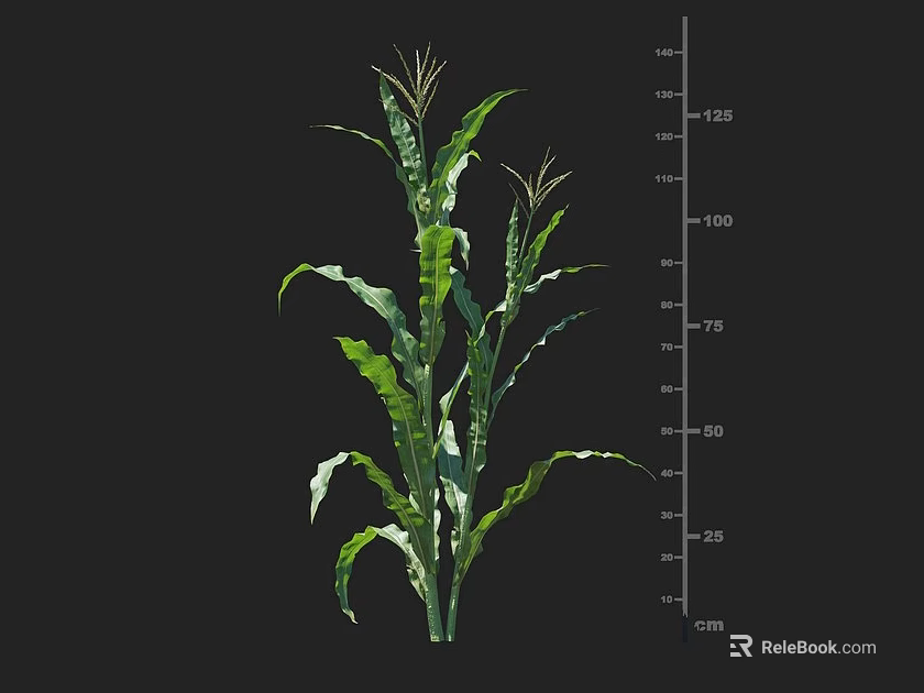 Healthy Green Corn Plant With Height Measurement Scale In Centimeters 3d model 