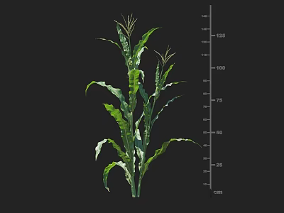 Healthy Green Corn Plant With Height Measurement Scale In Centimeters 3d model