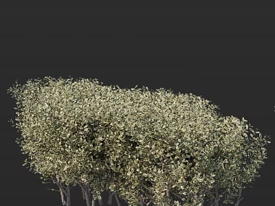 Lush Green Shrub With Dense Foliage And Multiple Branches In Outdoor Space 3d model