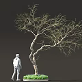 Artistic Bonsai Tree With Twisted Trunk Sparse Branches And Green Plants At Base 3d model
