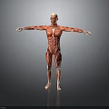 Human Muscle Anatomy 3D Rendered Model With Full Body Muscular Structure